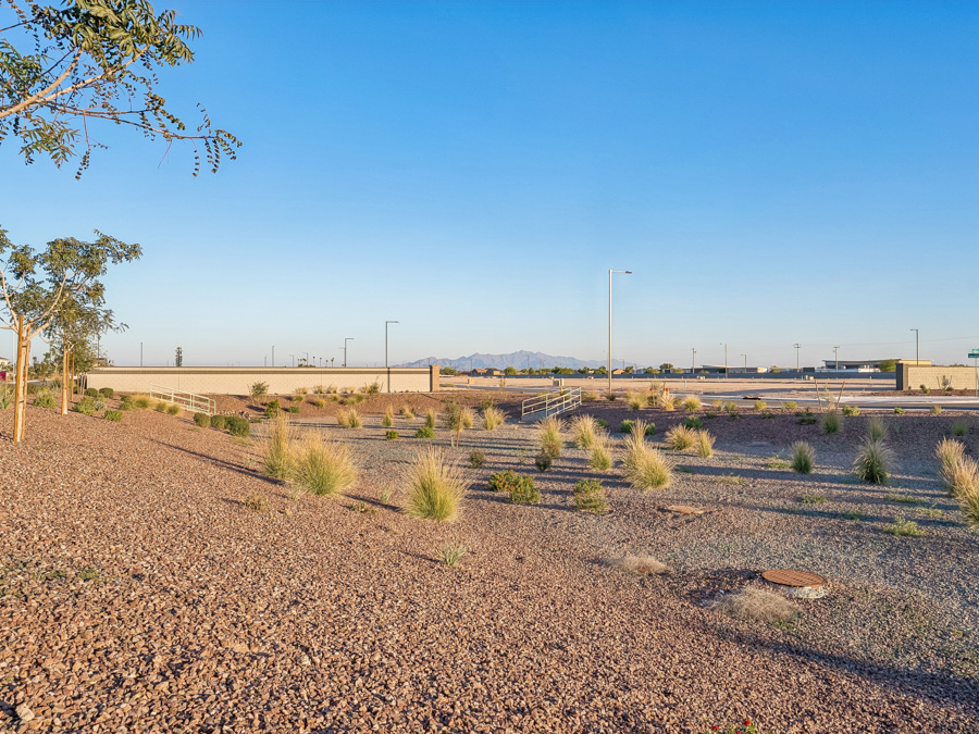 A field of plants and dirt.